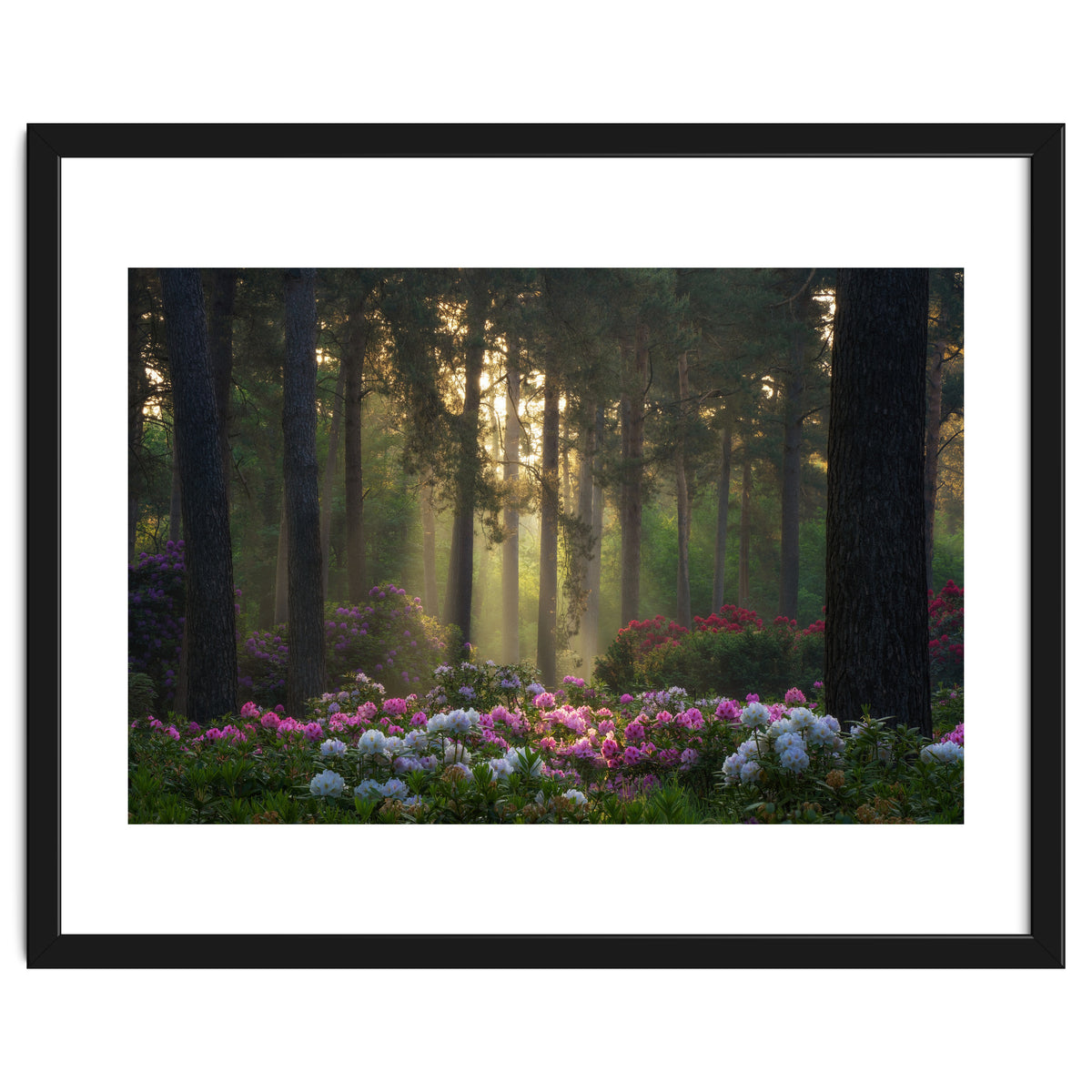 Rhododendron forest