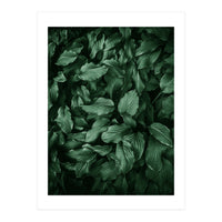 New Foliage Green Ii (Print Only)