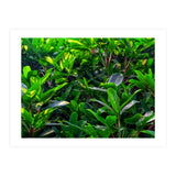 Green House Plant Leaves (Print Only) thumbnail
