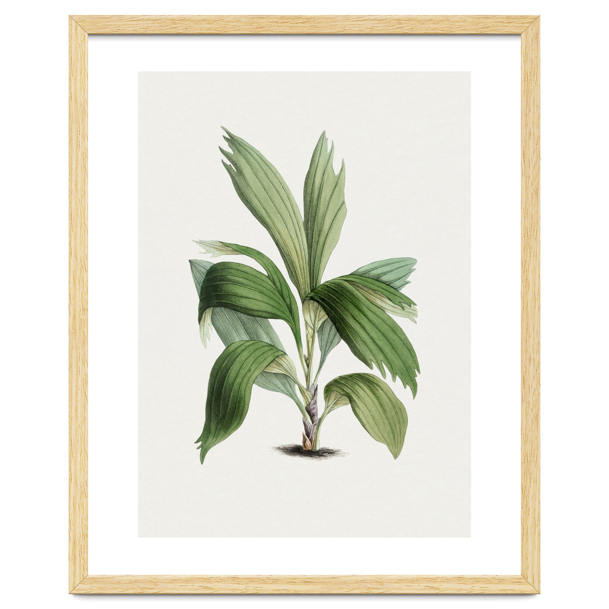 Areca Palm (Hand Drawn Botanical Illustration)