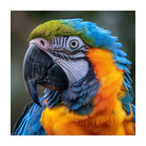 Close Up Portrait Of A Blue And Gold Macaw Parrot (Print Only) thumbnail