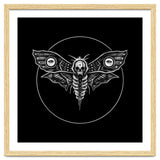 Deaths Head Moth thumbnail