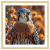 Close Up Of A Kestrel Bird Of Prey