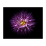 Backyard Flowers No 20 Color Flow Version (Print Only) thumbnail