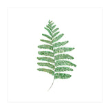 Fern  (Print Only) thumbnail