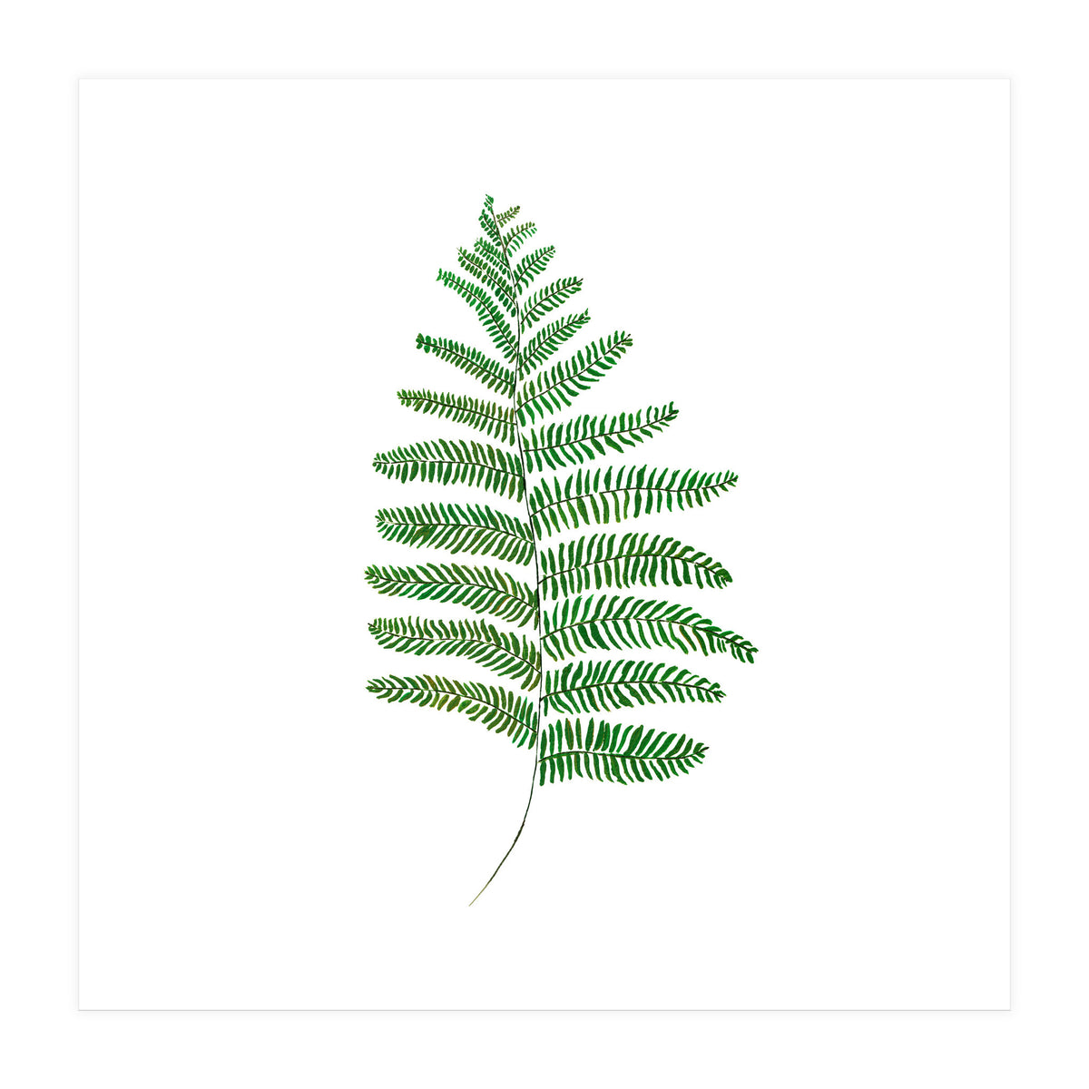 Fern  (Print Only)
