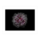Backyard Flowers No 118 Color Version (Print Only) thumbnail