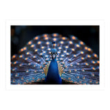 Close Up Peacock Showing Its Beautiful Feathers (Print Only) thumbnail