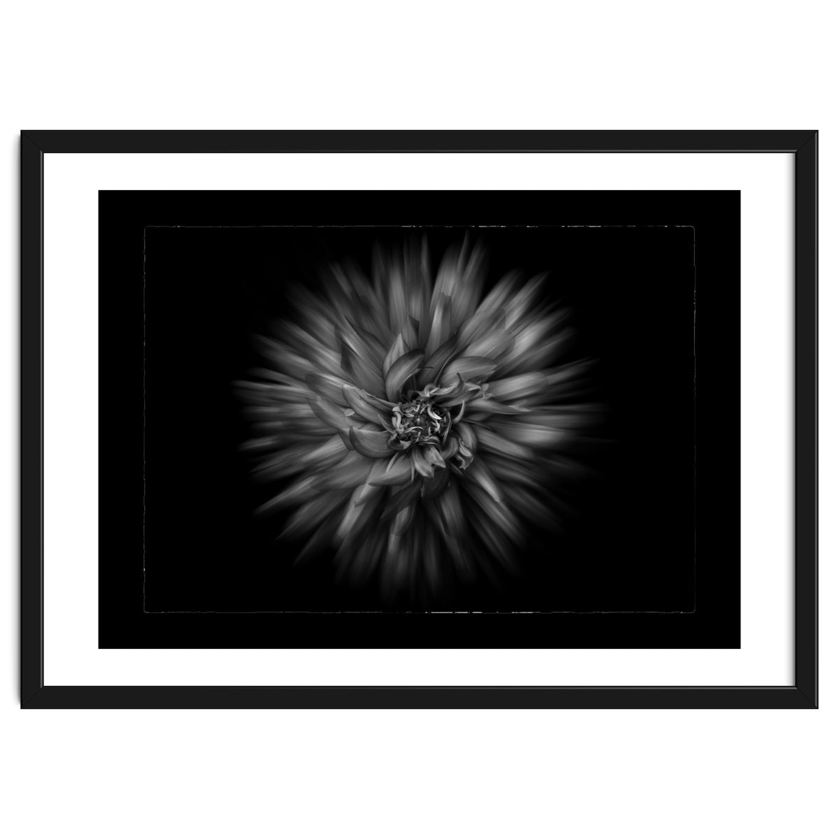 Backyard Flowers In Black And White No 20 Flow Version with Border