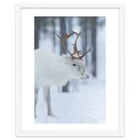 Portrait of a reindeer