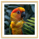 Close Up Of A Colorful Sun Conure Parrot thumbnail