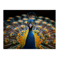 Close Up Peacock Displaying Its Feathers (Print Only)