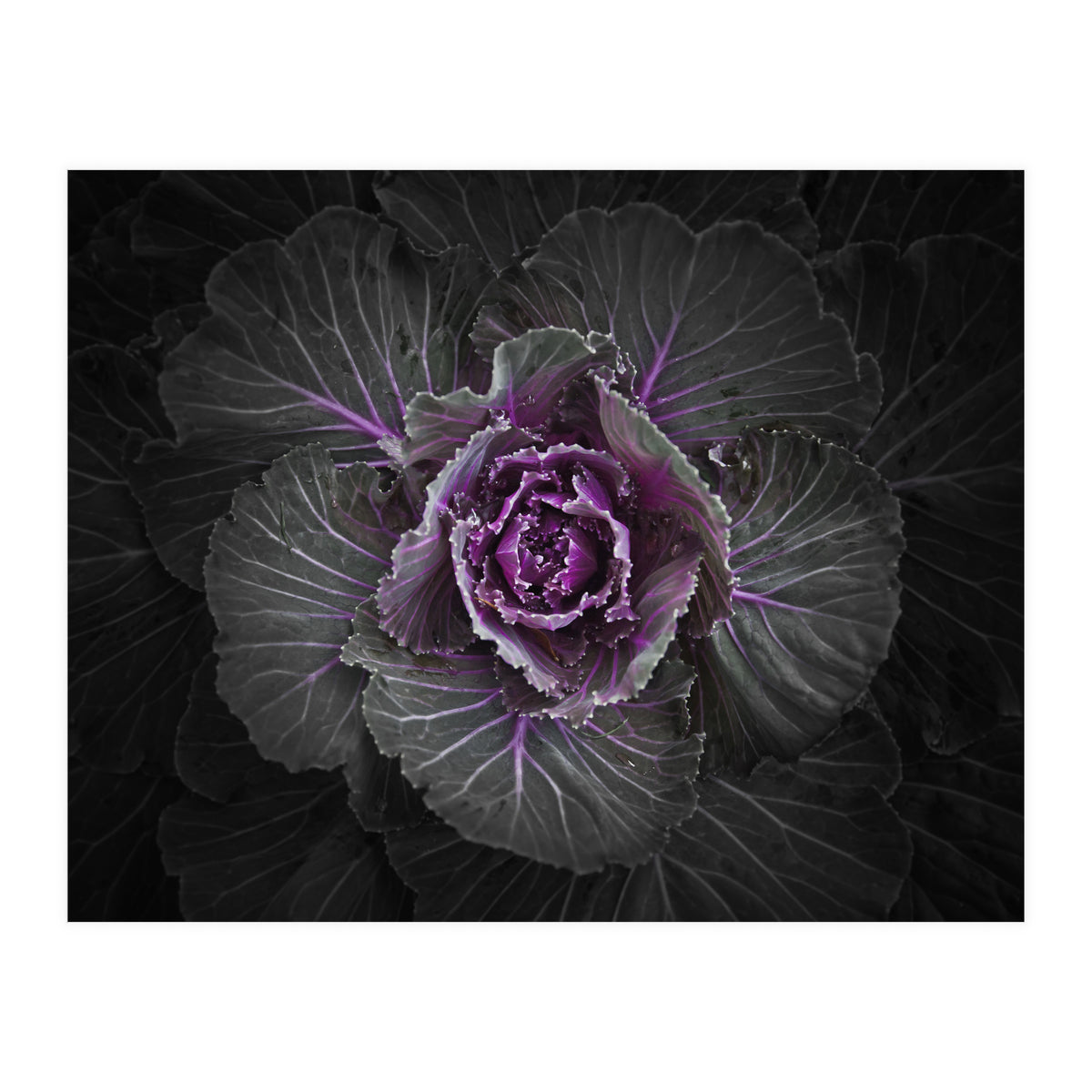 Backyard Flowers No 108 Color Version (Print Only)