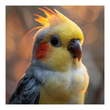Cockatiel Parrot Portrait With Orange Cheeks (Print Only) thumbnail