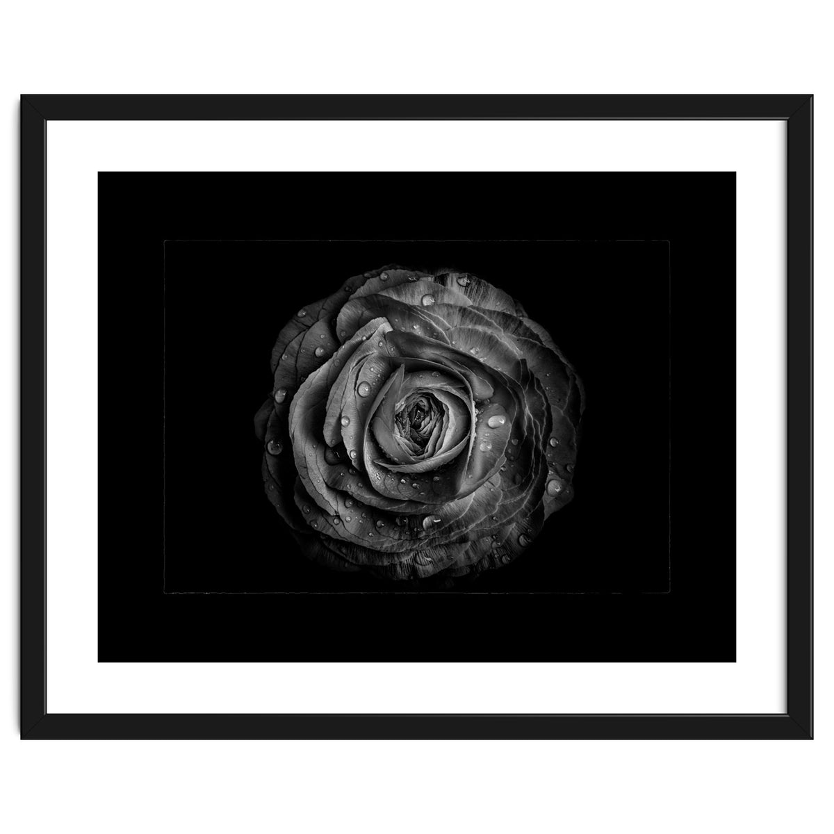 Backyard Flowers In Black And White No 72 with Border