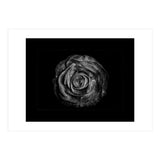 Backyard Flowers In Black And White No 72 with Border (Print Only) thumbnail