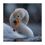 White Swan Bird With Water Droplets In Rain (Print Only) thumbnail