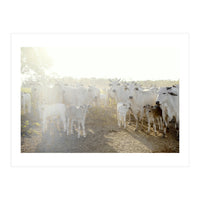 LIVING TOGETHER - WHITE COWS FAMILY (Print Only)