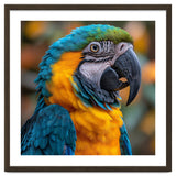 Blue And Yellow Macaw Parrot Close Up Portrait thumbnail