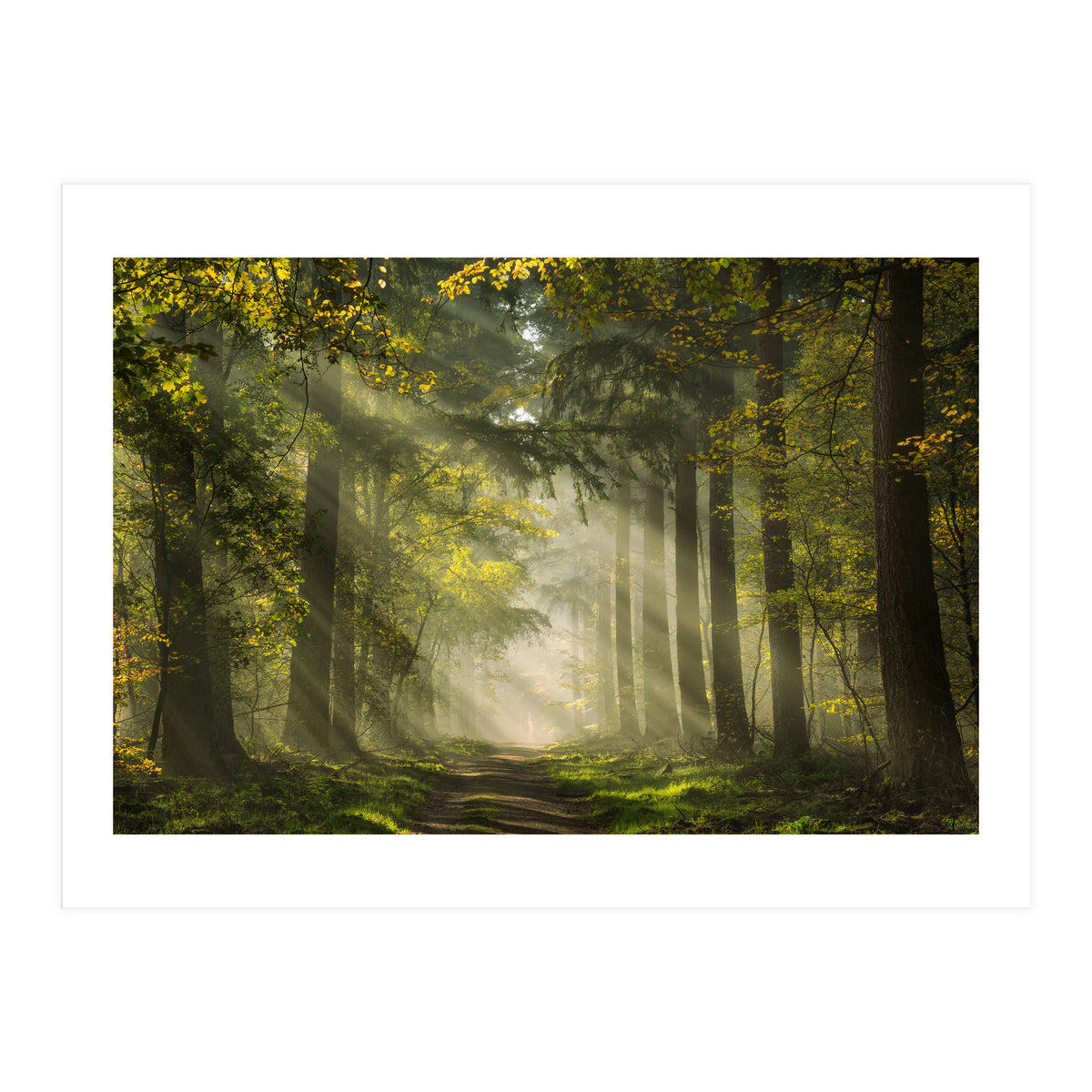 Sunrays in a Dutch forest (Print Only)