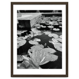 Lotus Pond | Black & White Portrait thumbnail