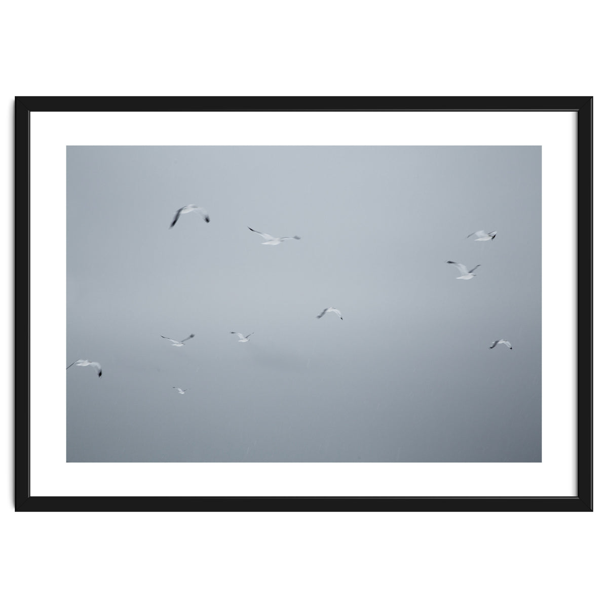 Flying seagulls in the winter sky