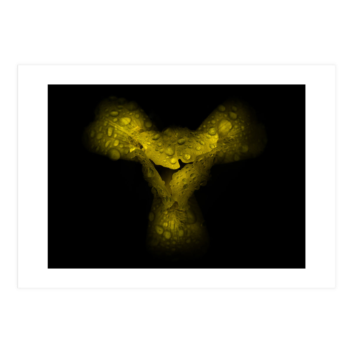 Backyard Flowers No 70 Color Version (Print Only)