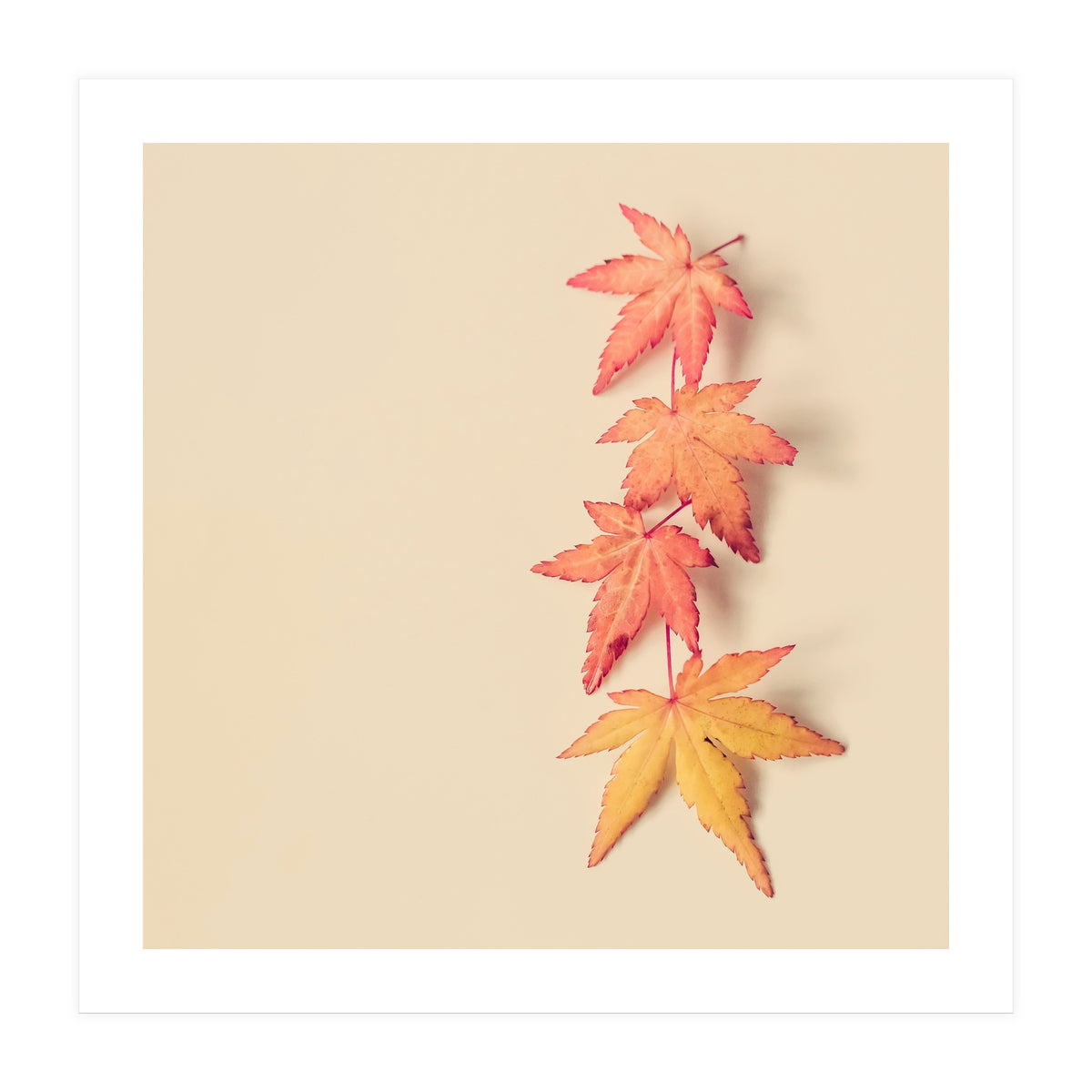 Maple In Pastel (Print Only)