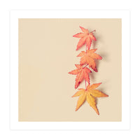 Maple In Pastel (Print Only)