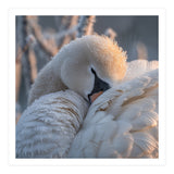 Close Up Of A Swan Covered In Frost And Dew (Print Only) thumbnail