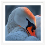 Close Up Of A White Swan With Water Droplets thumbnail