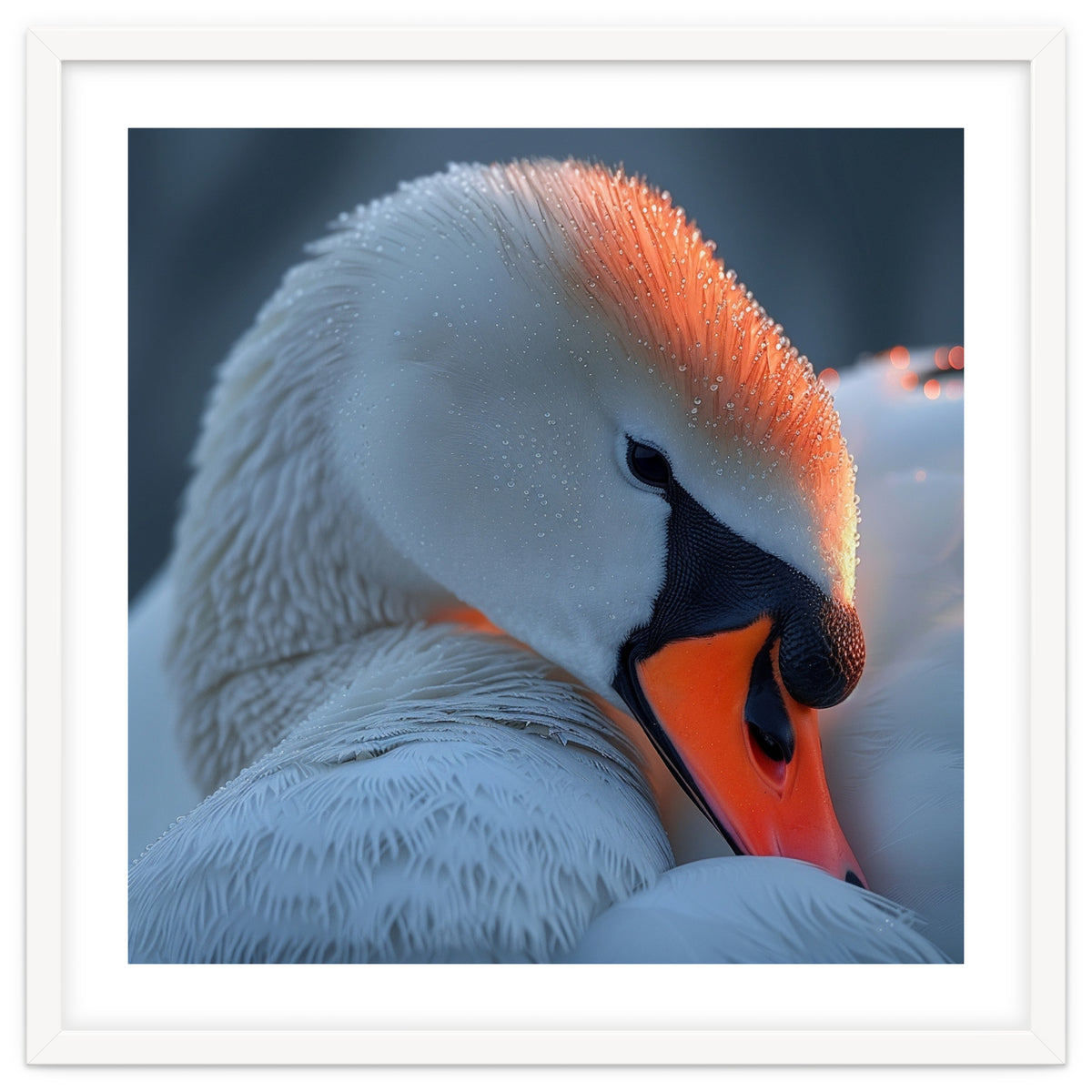 Close Up Of A White Swan With Water Droplets
