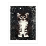 Bicolor Cute Kitten Portrait (Print Only) thumbnail