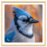 Blue Jay Bird Close Up Detailed Portrait thumbnail