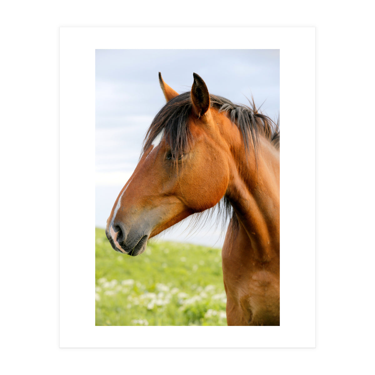 Horse Portrait (Print Only)