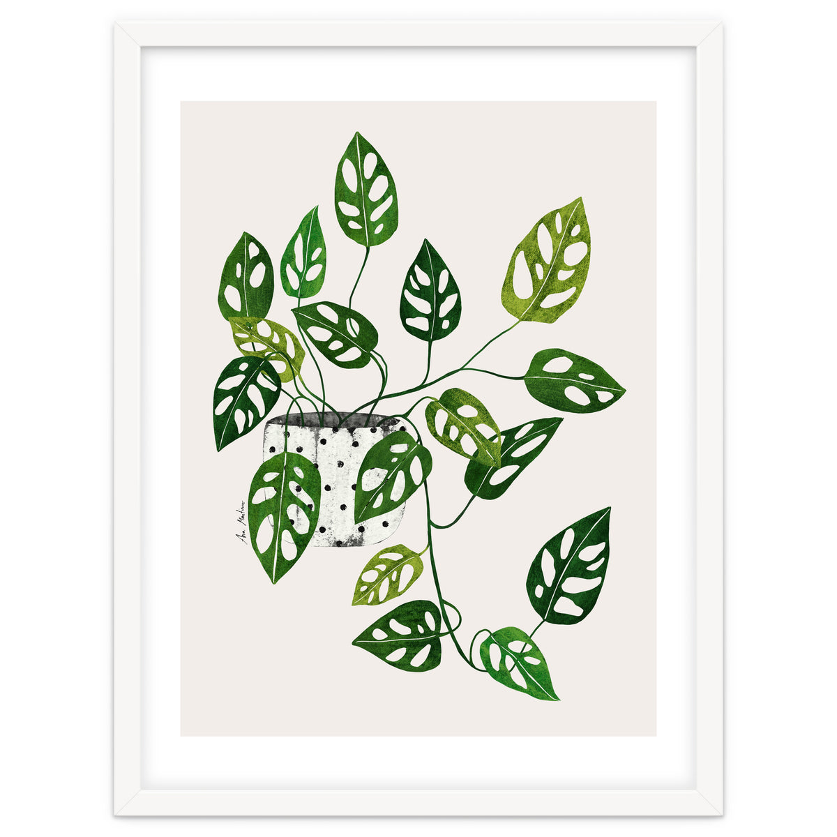 Monstera Obliqua Plant