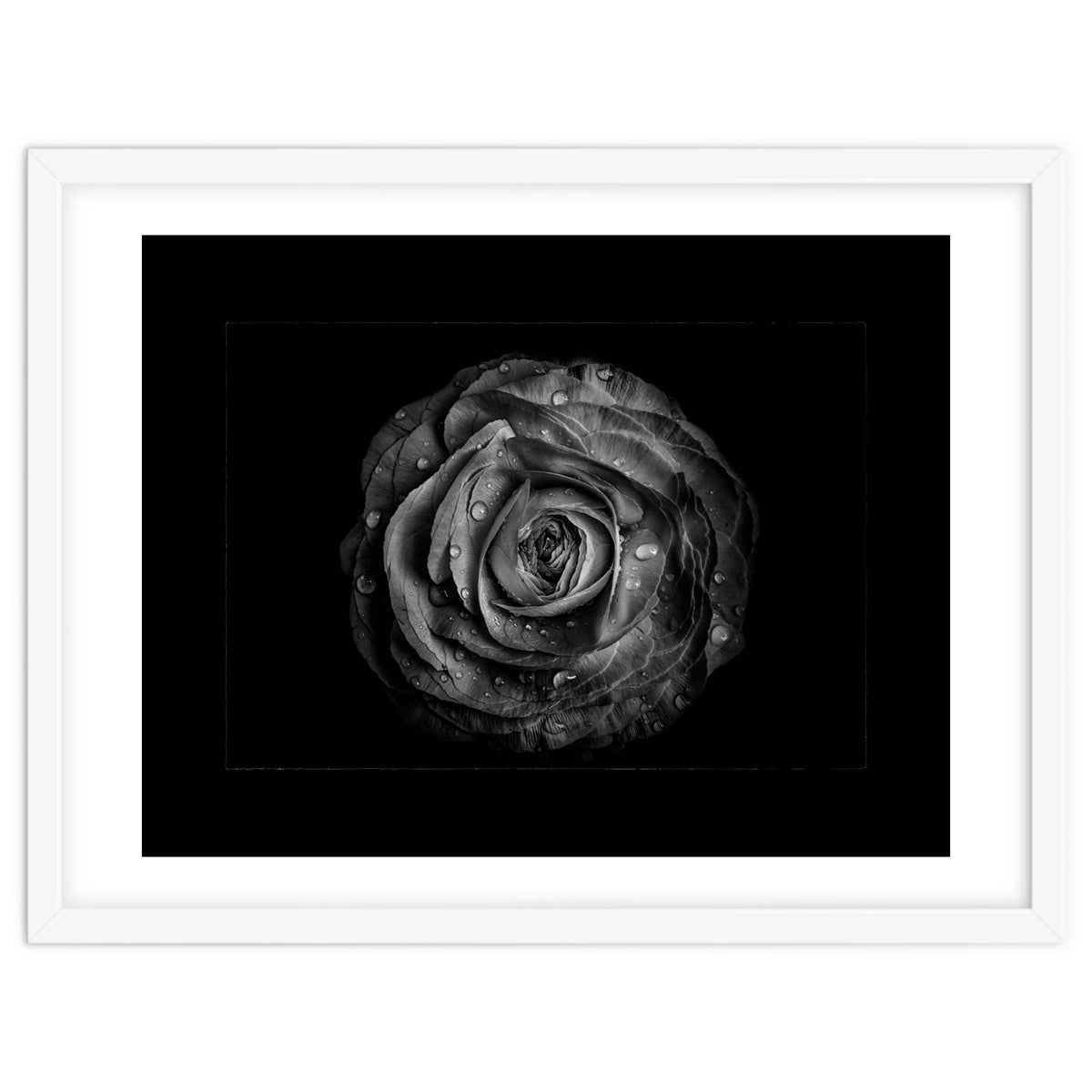 Backyard Flowers In Black And White No 72 with Border