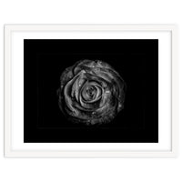 Backyard Flowers In Black And White No 72 with Border