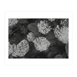 Hydrangeas | Black & White Landscape (Print Only) thumbnail
