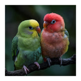 Two Lovebirds Sitting Together On A Branch (Print Only) thumbnail