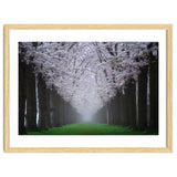 Cherry trees in the fog thumbnail