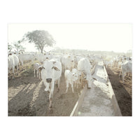 LIVING TOGETHER - WHITE COWS FAMILY (Print Only)