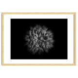 Backyard Flowers In Black And White No 48 Flow Version thumbnail