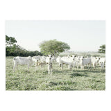 LIVING TOGETHER - WHITE COWS FAMILY (Print Only) thumbnail