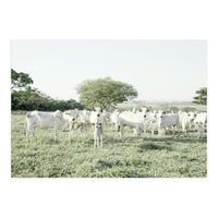 LIVING TOGETHER - WHITE COWS FAMILY (Print Only)