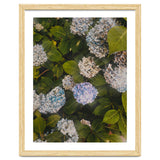 Hydrangeas | Portrait thumbnail