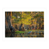 Heron in the swamps (Print Only) thumbnail