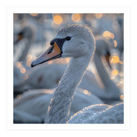 Majestic Swan Close Up With Water Droplets (Print Only)
