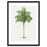 Oswald de Kerchove de Denterghem – Vintage Palm Tree Illustration (1878) thumbnail
