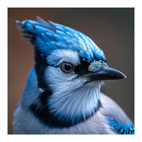 Close Up Portrait Of A Blue Jay Bird (Print Only)